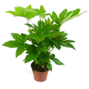 Фатсия японская 50 см.